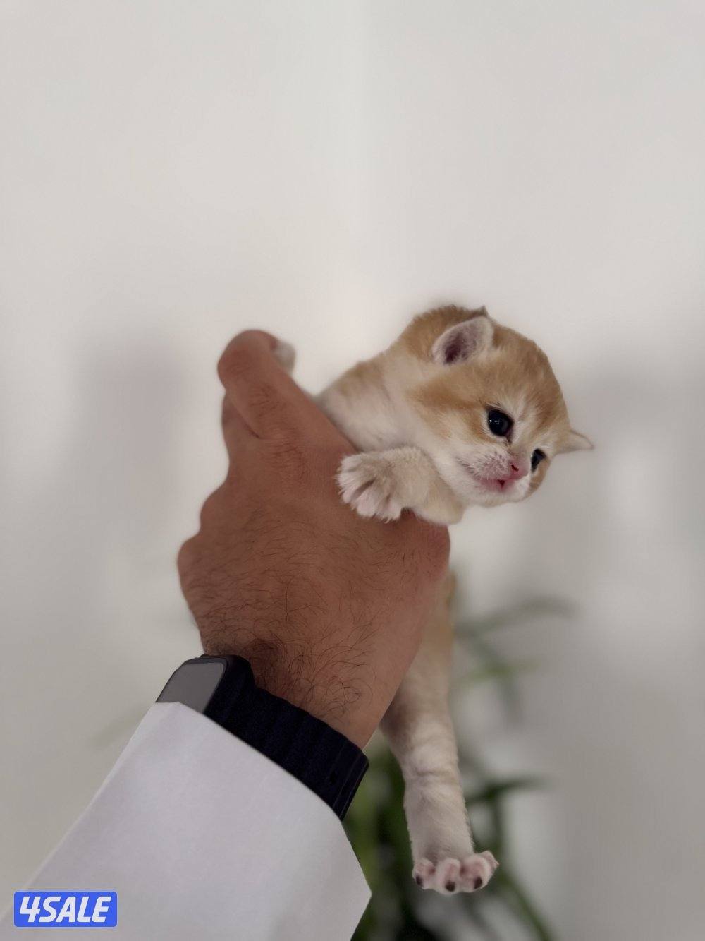 🟦😻 للبيع كتن برتش قولدن شورت هير🎗️مستوى عالي 🎗️واللون جميل ومميز 😻🟦5