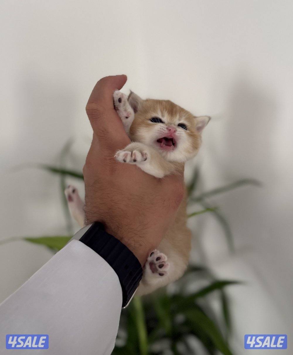 🟦😻 للبيع كتن برتش قولدن شورت هير🎗️مستوى عالي 🎗️واللون جميل ومميز 😻🟦6