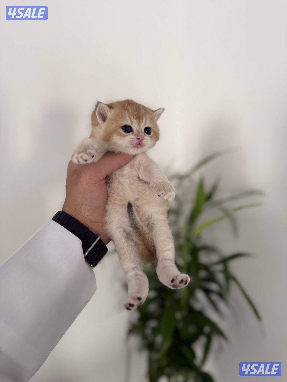 🟦😻 للبيع كتن برتش قولدن شورت هير🎗️مستوى عالي 🎗️واللون جميل ومميز 😻🟦7