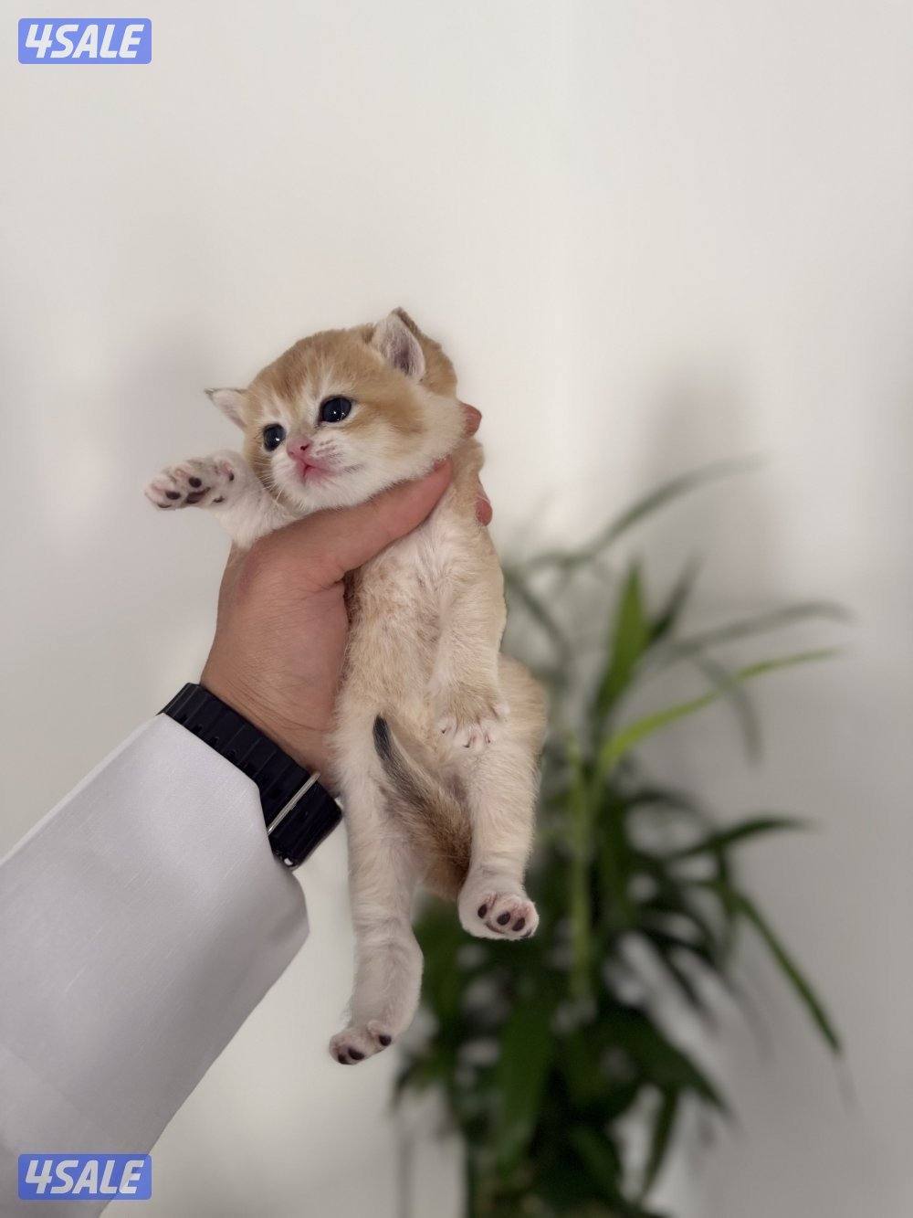 🟦😻 للبيع كتن برتش قولدن شورت هير🎗️مستوى عالي 🎗️واللون جميل ومميز 😻🟦8