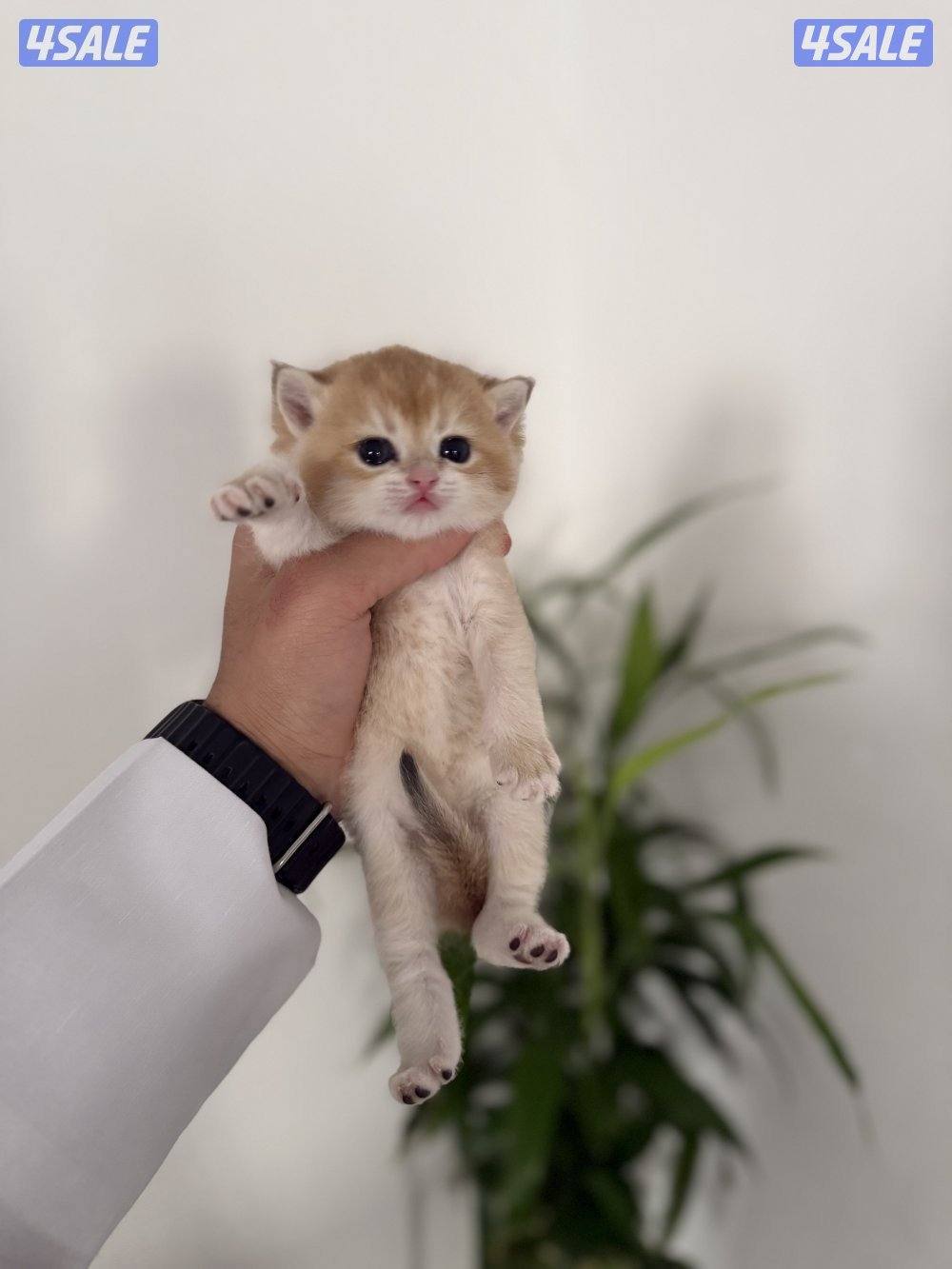 🟦😻 للبيع كتن برتش قولدن شورت هير🎗️مستوى عالي 🎗️واللون جميل ومميز 😻🟦9