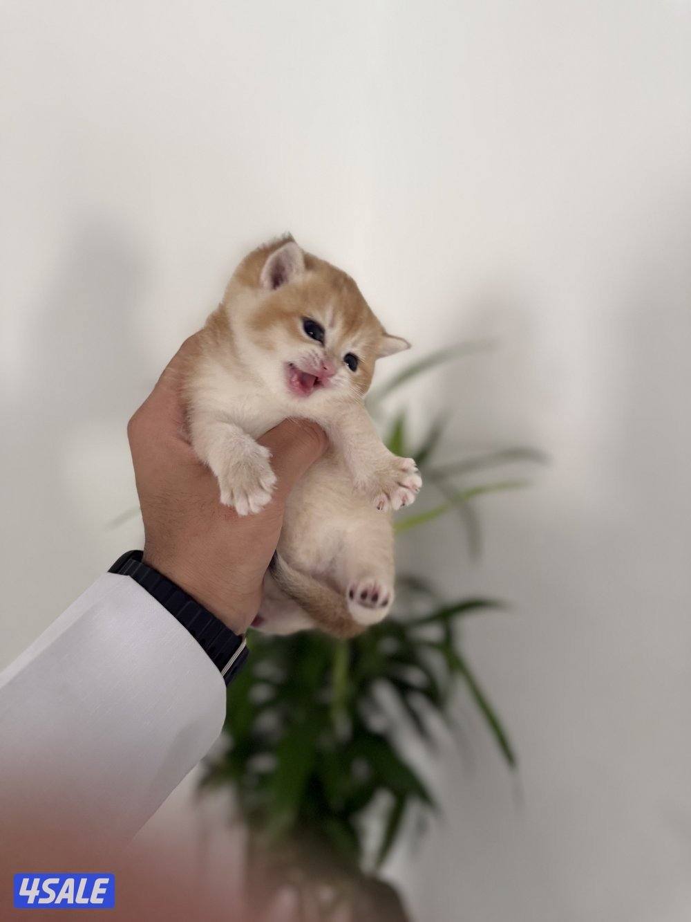 🟦😻 للبيع كتن برتش قولدن شورت هير🎗️مستوى عالي 🎗️واللون جميل ومميز 😻🟦10