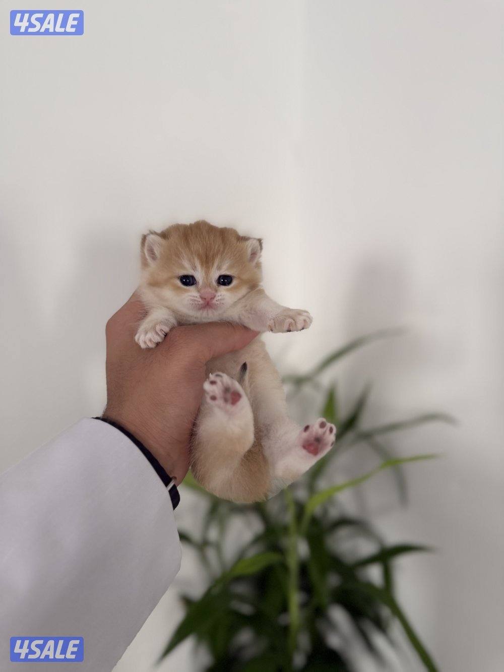 🟦😻 للبيع كتن برتش قولدن شورت هير🎗️مستوى عالي 🎗️واللون جميل ومميز 😻🟦11