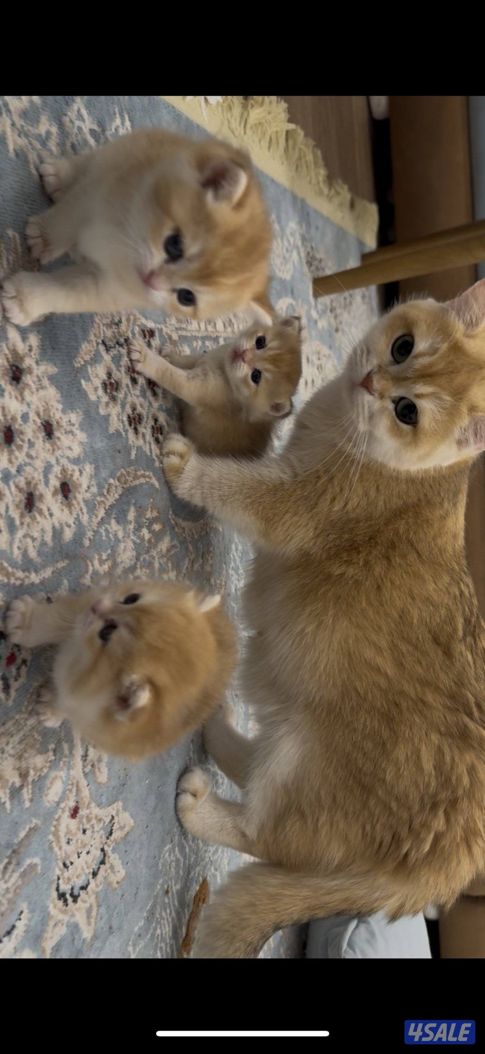 🟦😻 للبيع كتن برتش قولدن شورت هير🎗️مستوى عالي 🎗️واللون جميل ومميز 😻🟦13