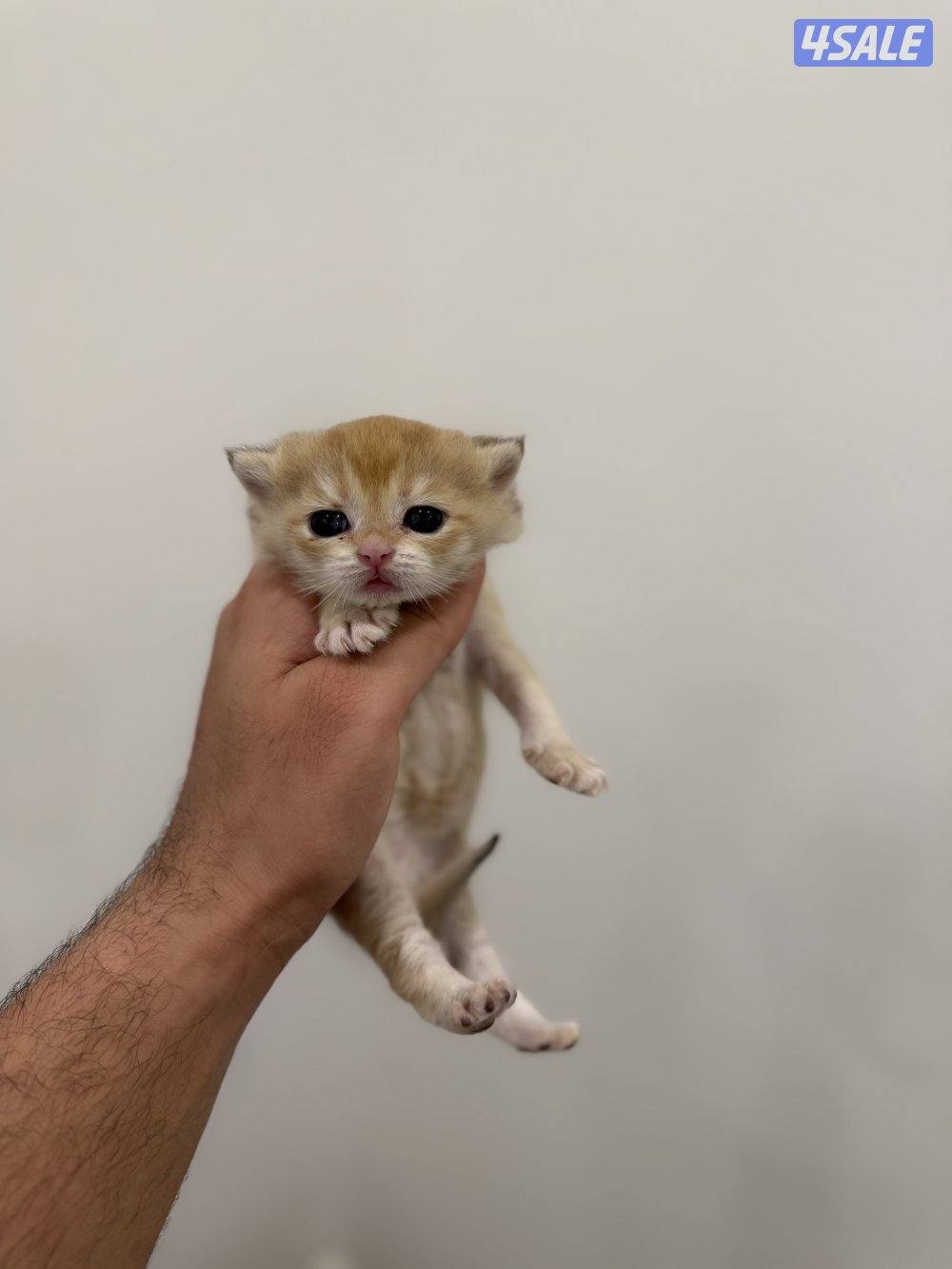 🟦😻 للبيع كتن برتش قولدن شورت هير🎗️مستوى عالي 🎗️واللون جميل ومميز 😻🟦14