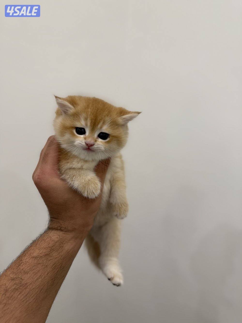 🟦😻 للبيع كتن برتش قولدن شورت هير🎗️مستوى عالي 🎗️واللون جميل ومميز 😻🟦15