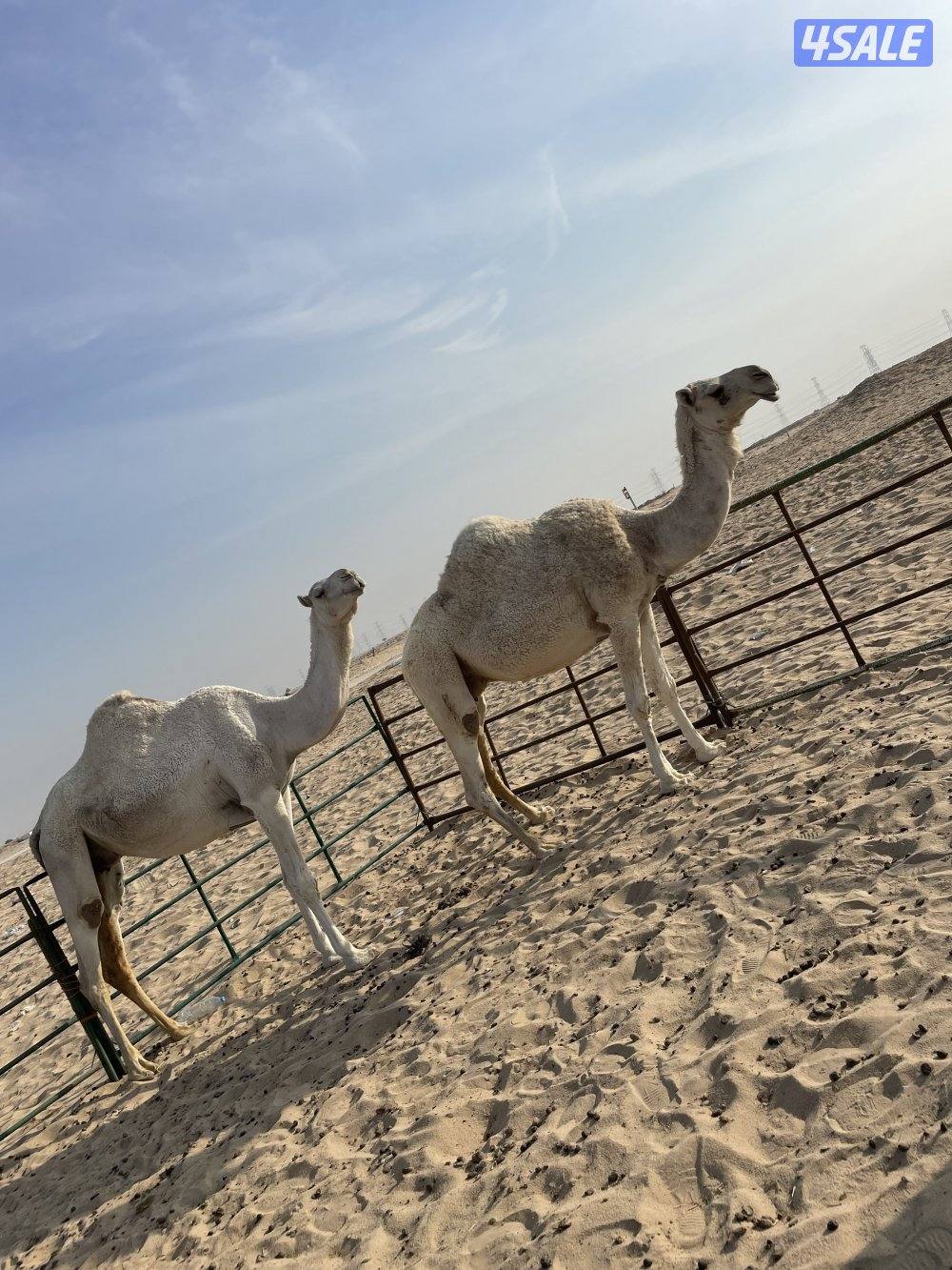 للبيع خفوت ومعشر1