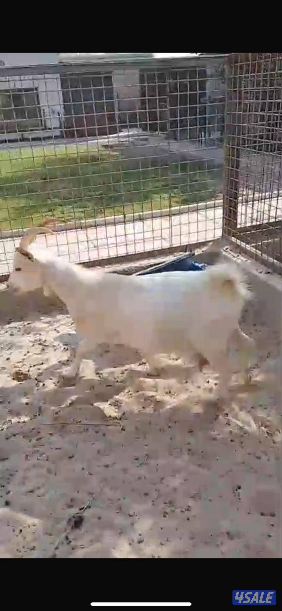 للبيع عنز جيكيه0