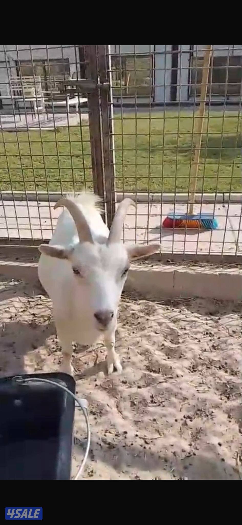 للبيع عنز جيكيه2