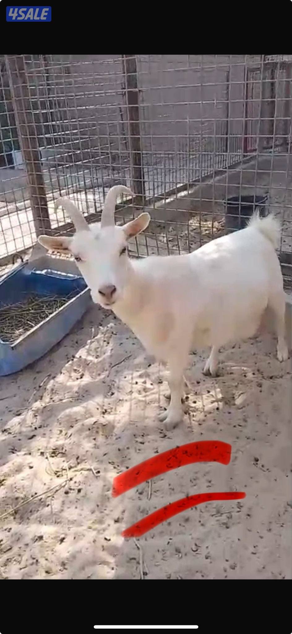 للبيع عنز جيكيه1