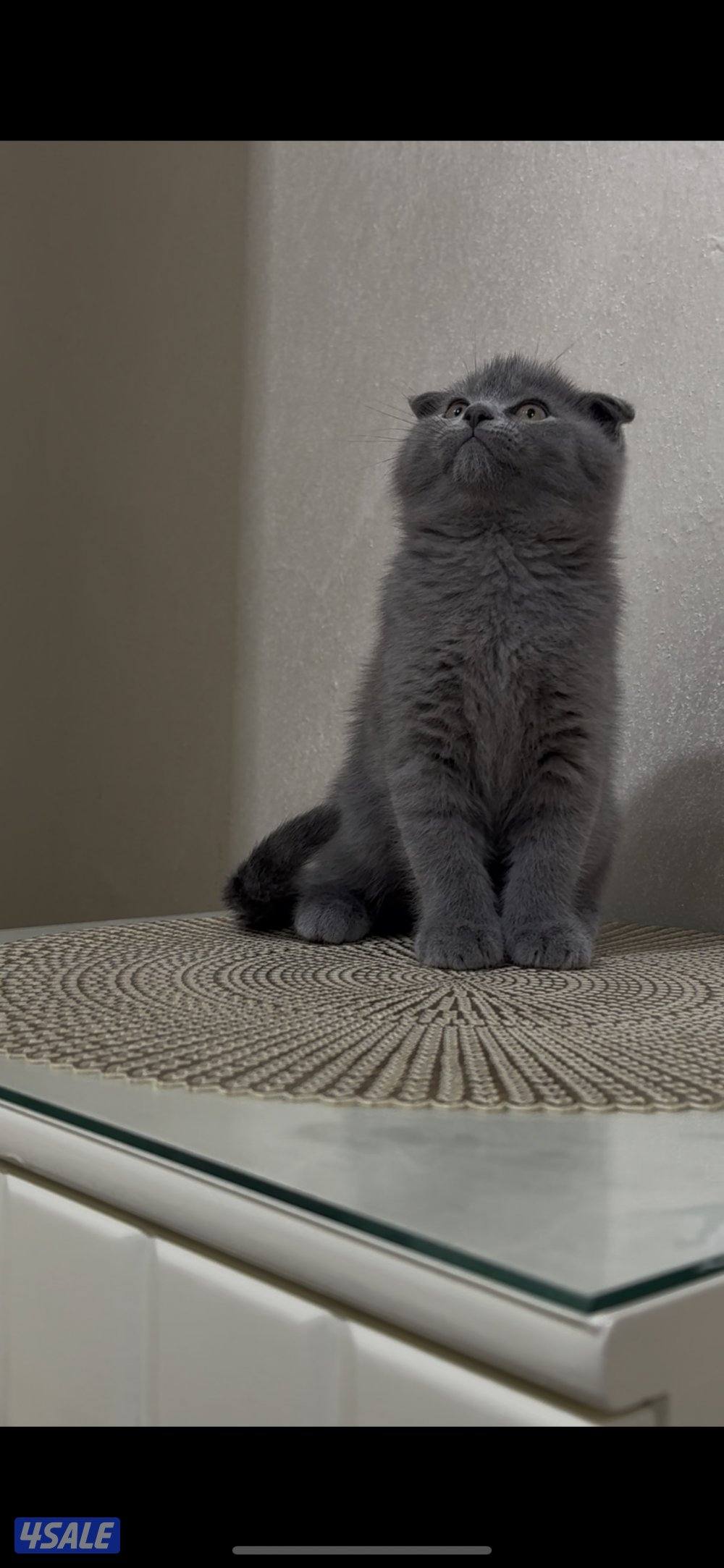 سكوتش فولد بيور1