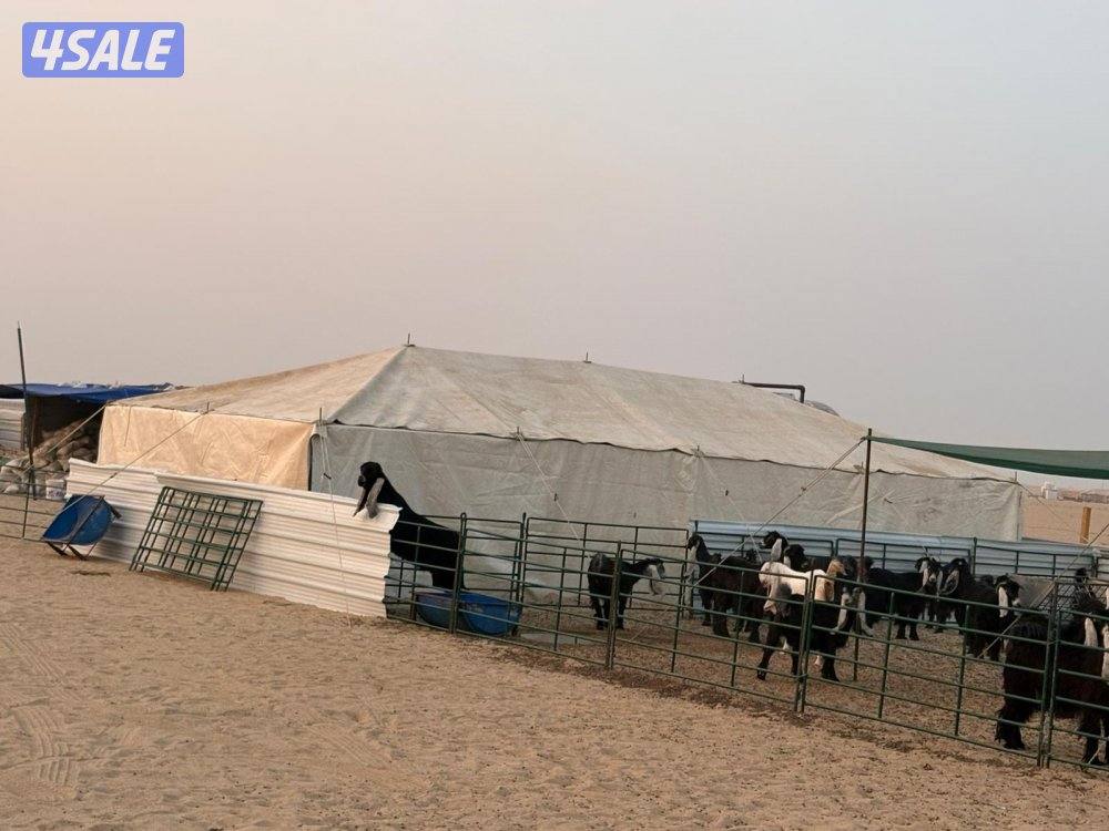 خيام امريكيه وطرابيل وذريات11