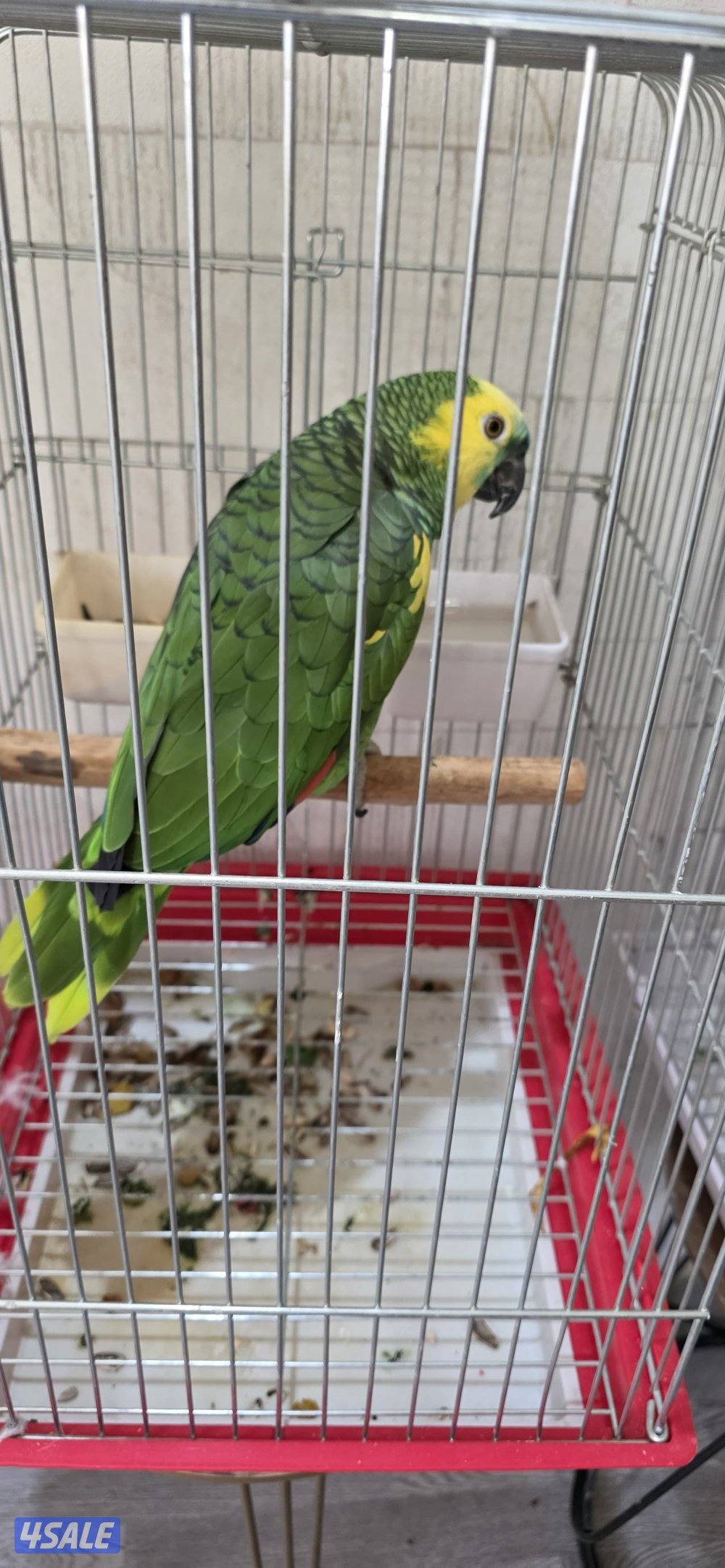 للبيع يلو كراون ذكر العمر سنة ونص يتكلم نظيف حجم0