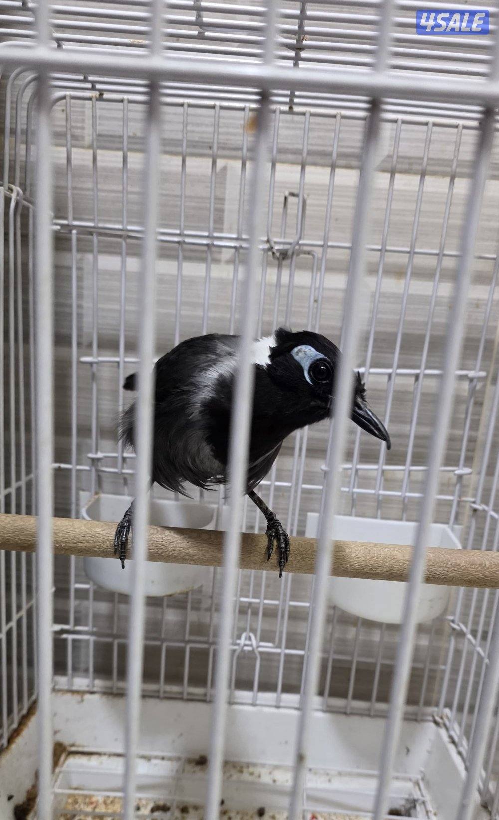 للبيع بلبل تايلندي تغريد قوي0