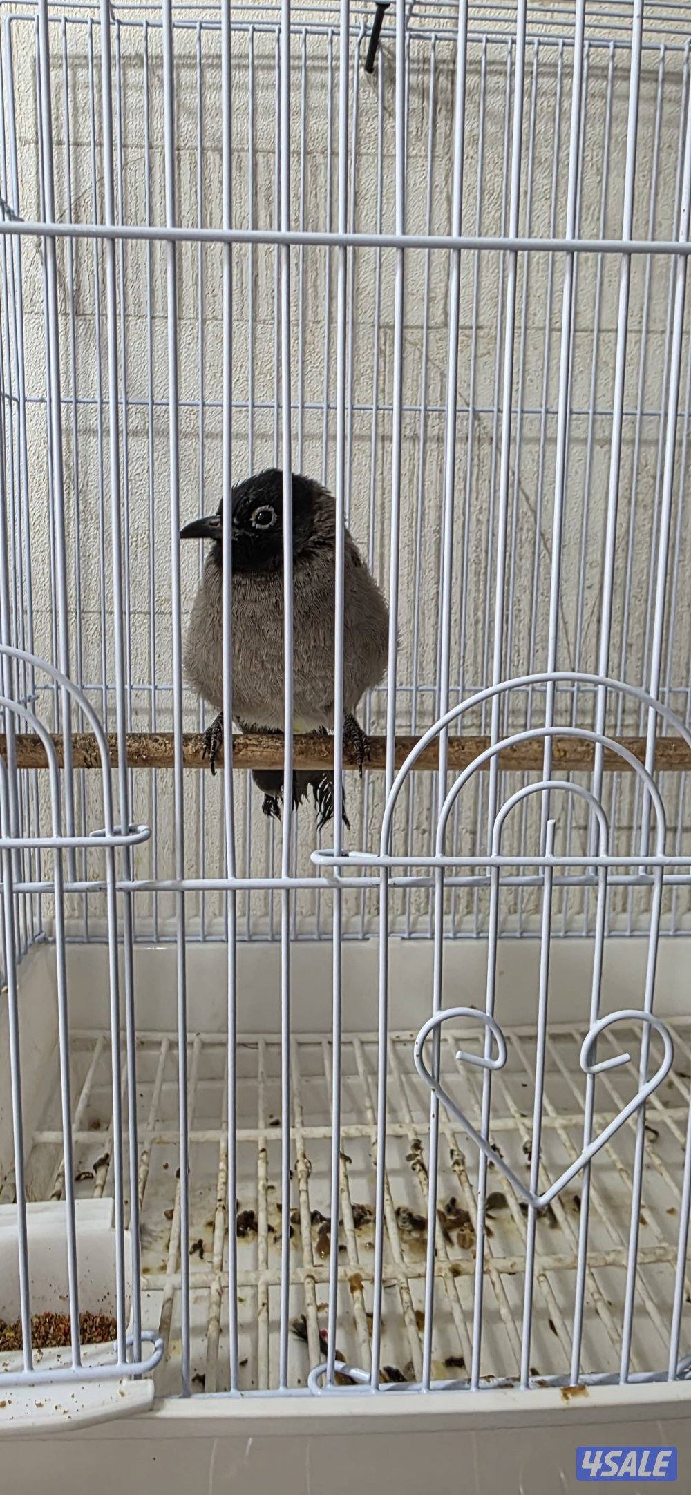 للبيع بلبل سوري ربوه قفص تغريد0