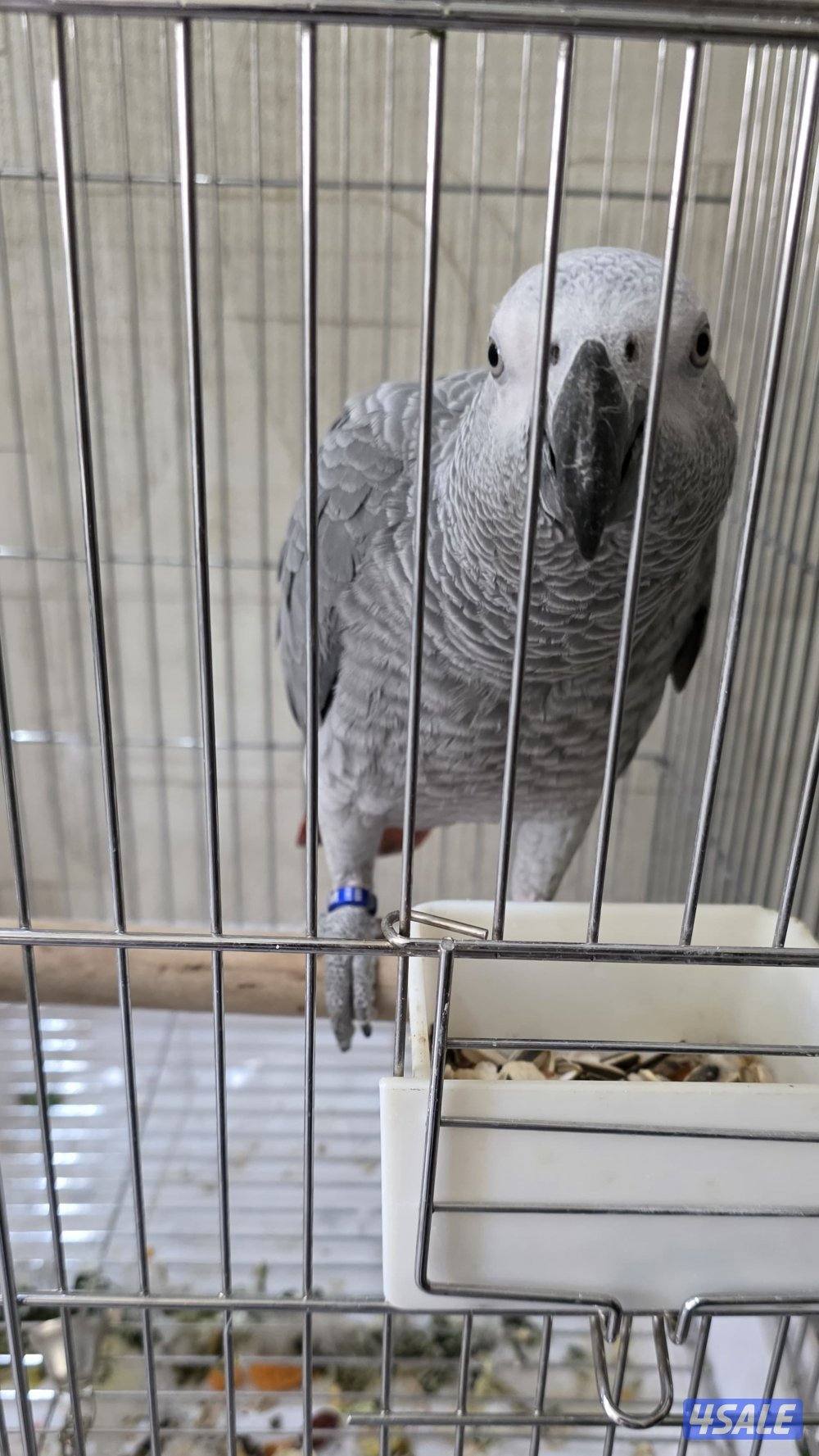 للبيع كاسكو متكلم العمر 8 شهور نظيف0