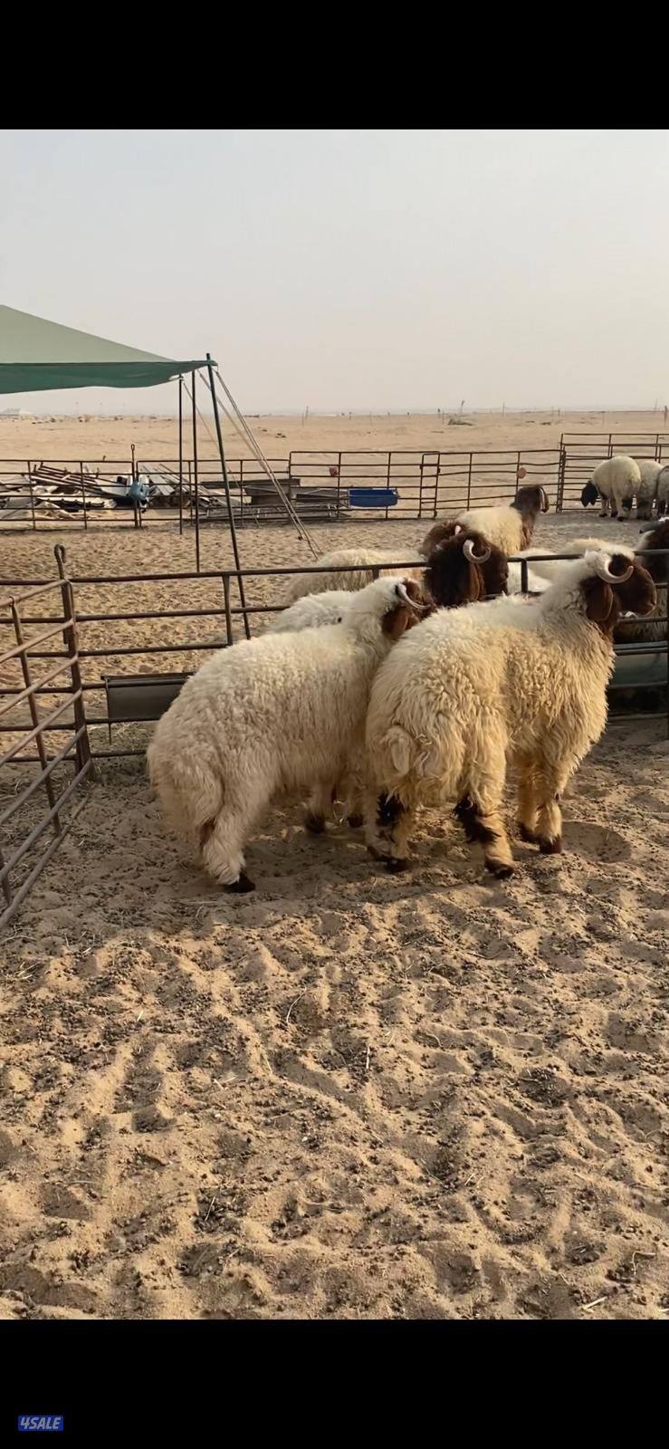 تمايم محليه كرامات محليه0