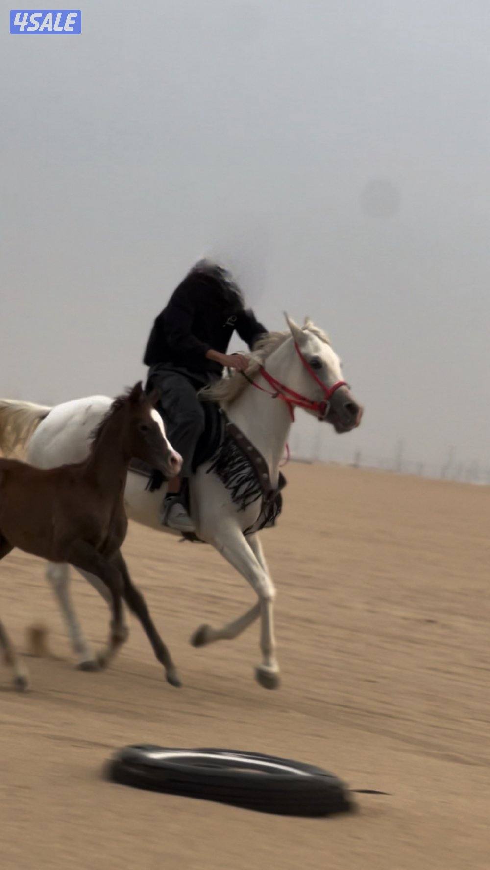 للبيع فرس مع مهرتها0