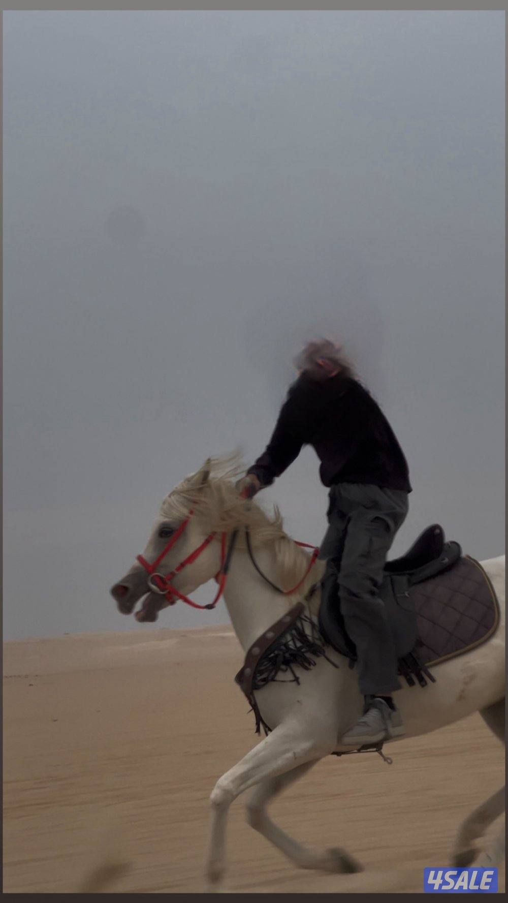 للبيع فرس مع مهرتها1