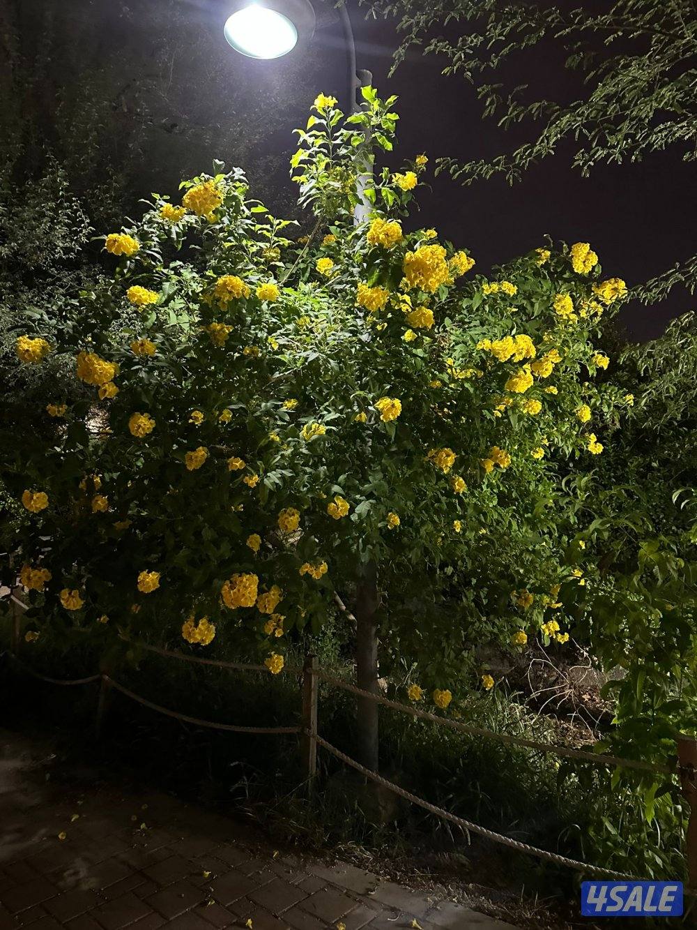 تنسيق الحدايق ابوعلي7