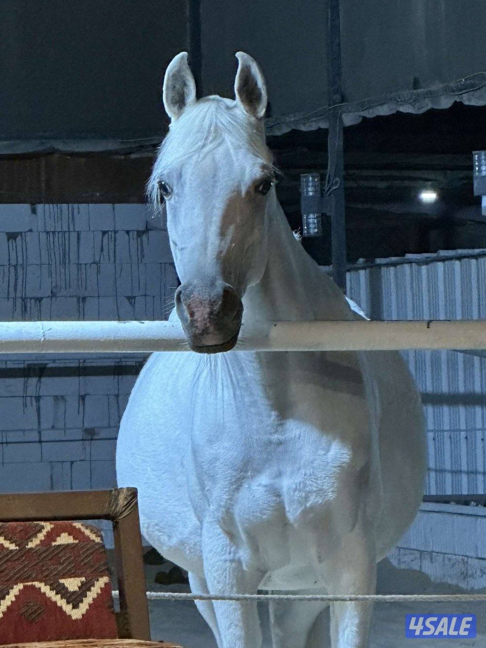 للبيع فرس مصريه بيور5