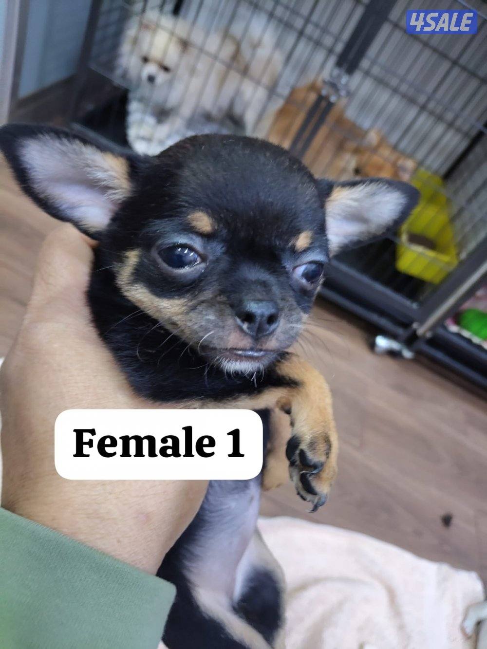 Chihuahua 2 months with health card and vaccinated0