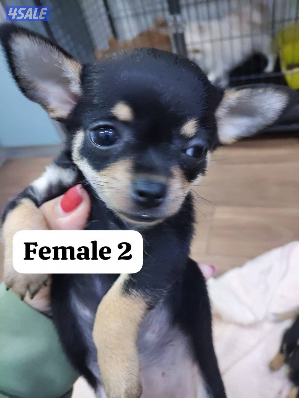 Chihuahua 2 months with health card and vaccinated1