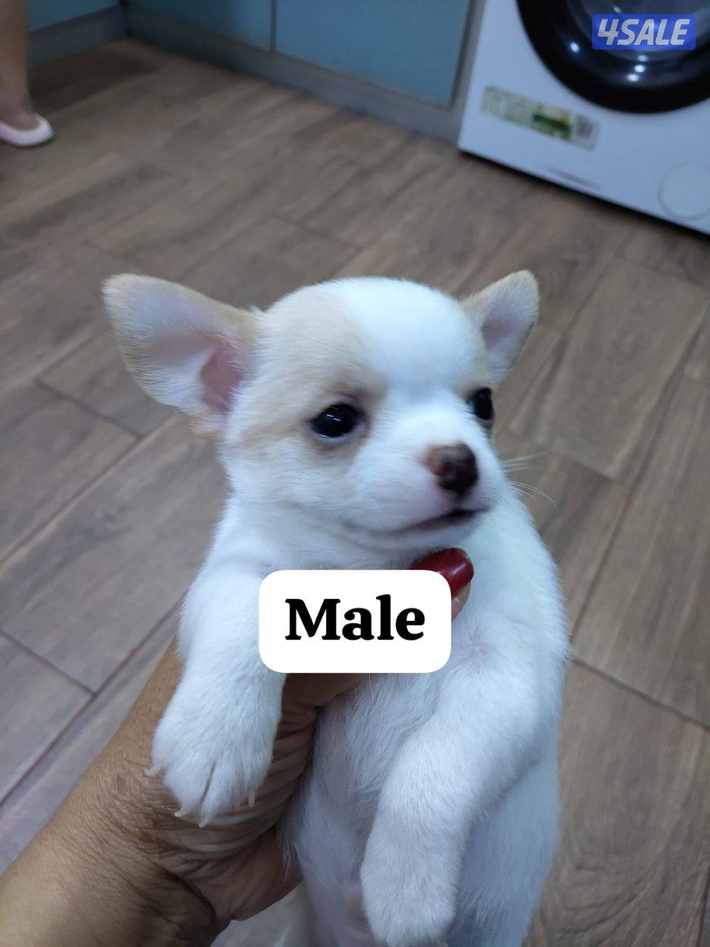 Chihuahua 2 months with health card and vaccinated2