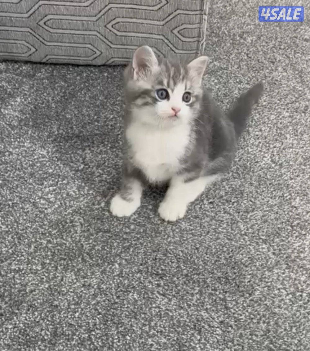 للبيع كيتن طيب2