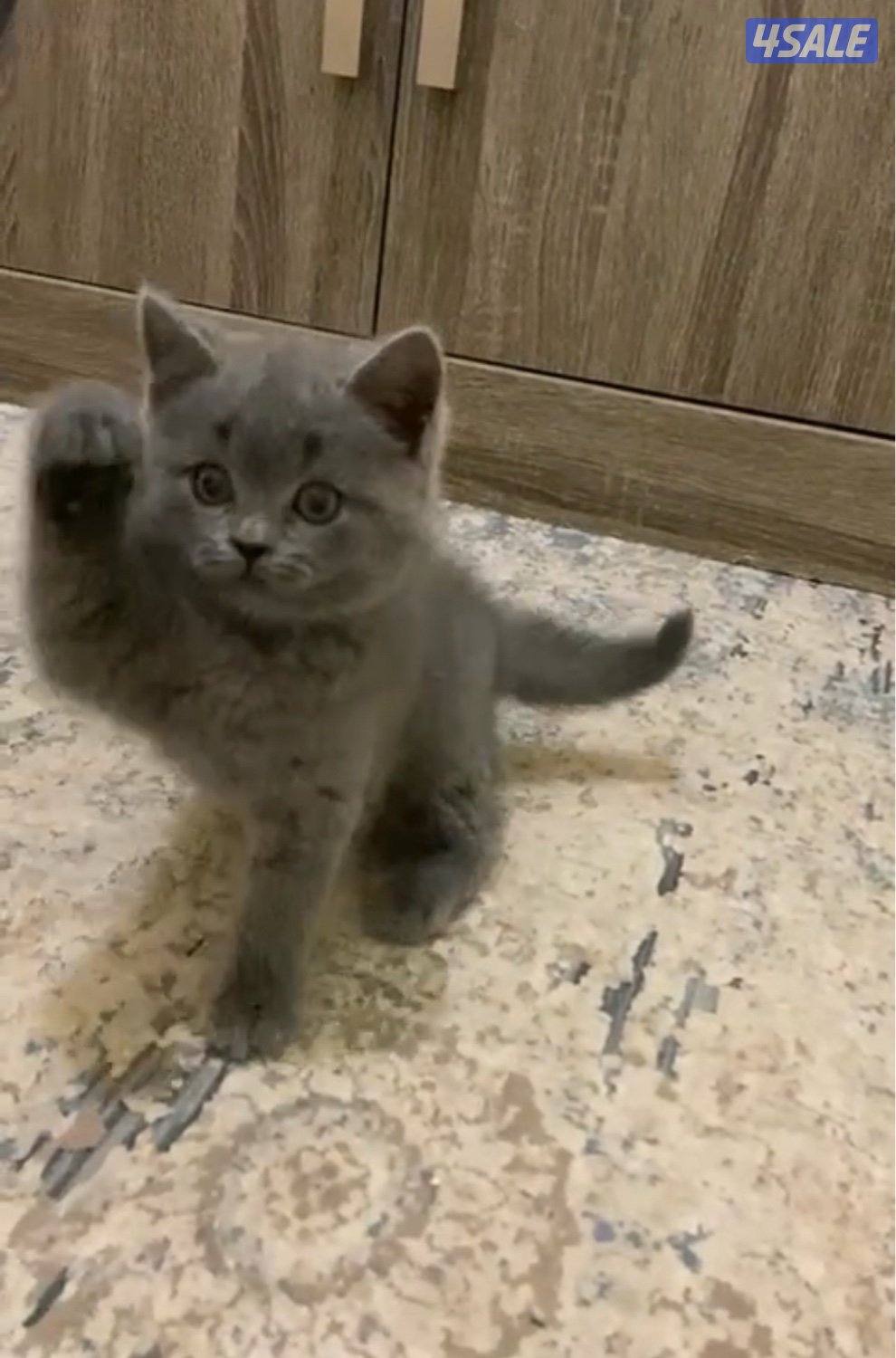 للبيع كيتن طيب1