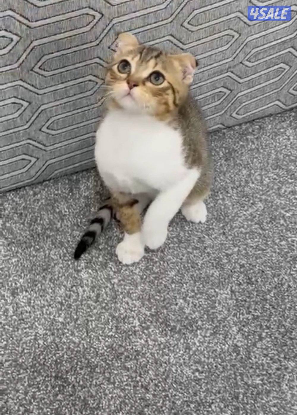 للبيع كيتن طيب3