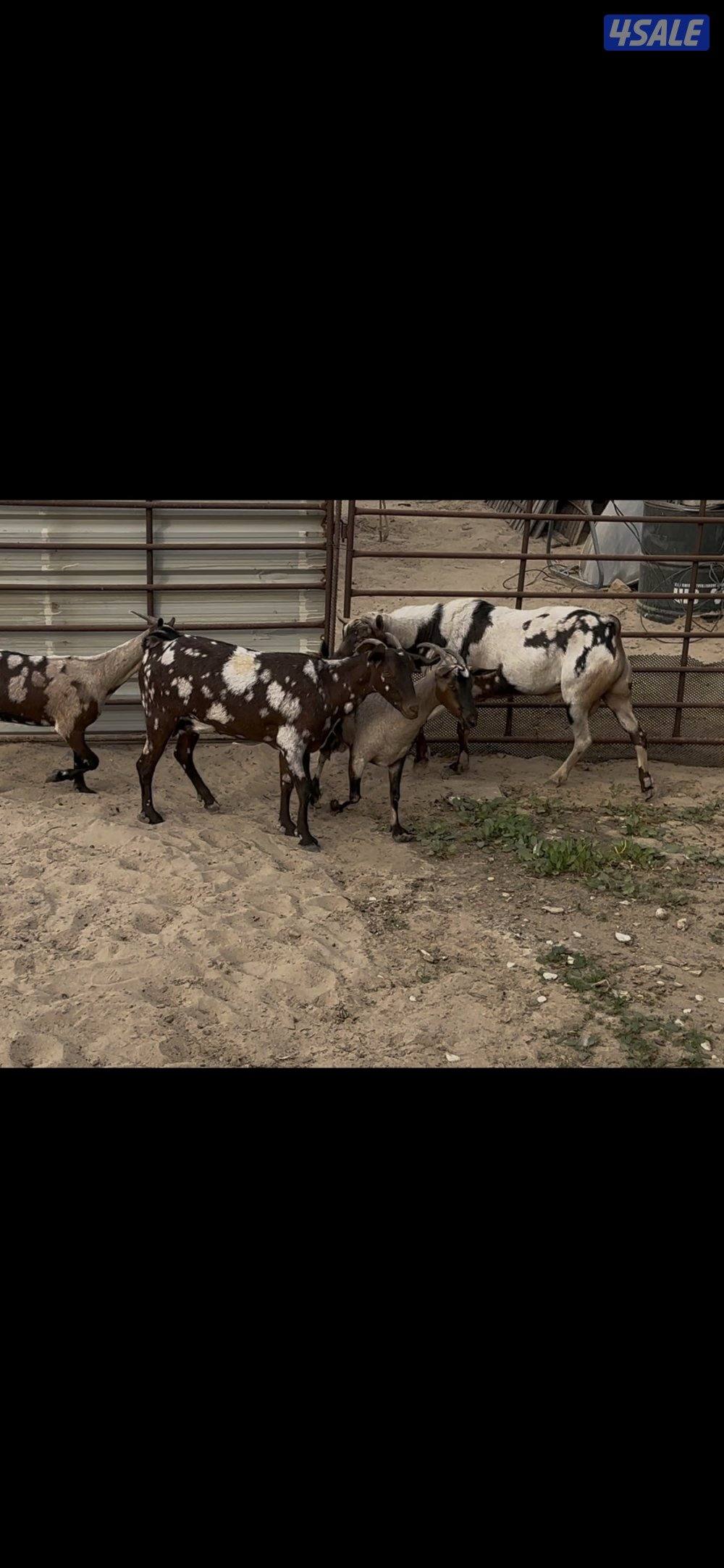 بربريات بيض ومبكرات0