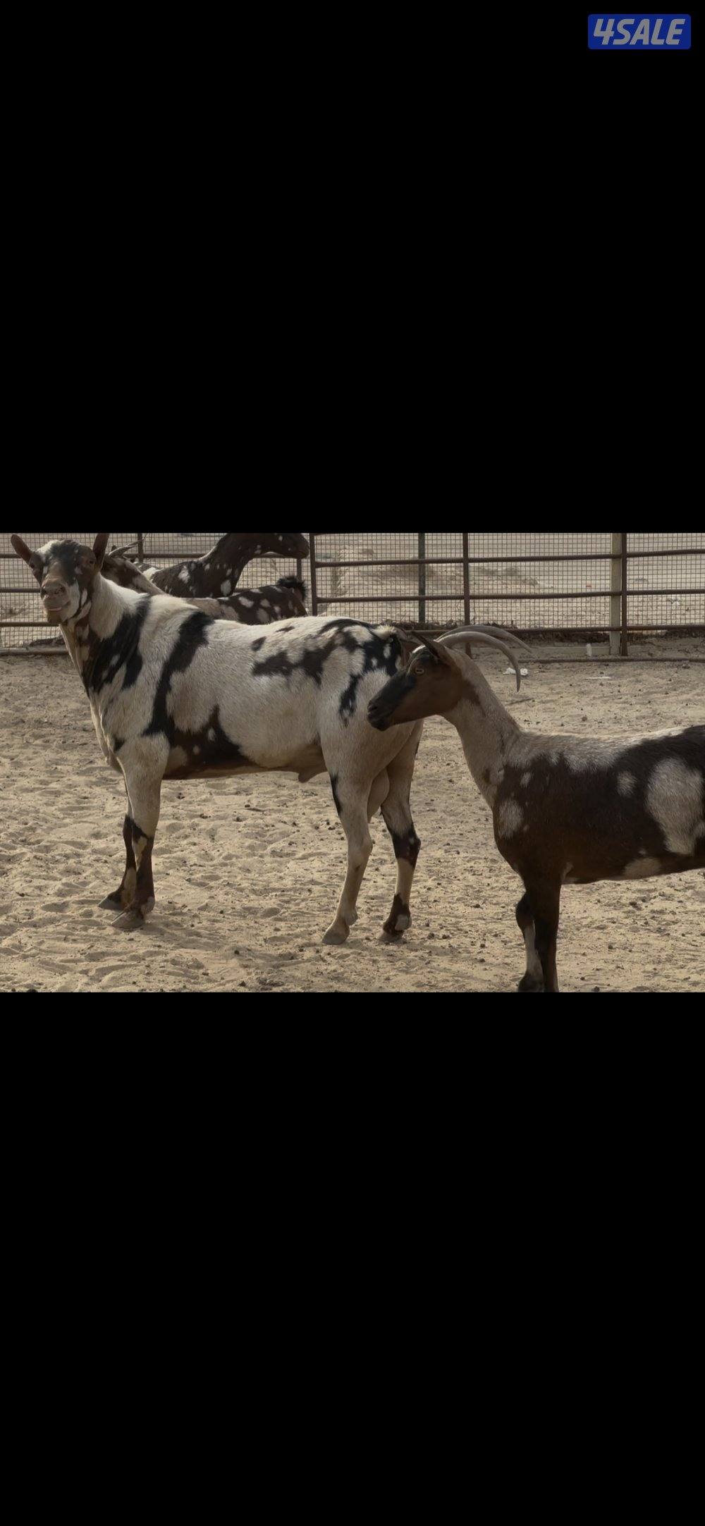 بربريات بيض ومبكرات2