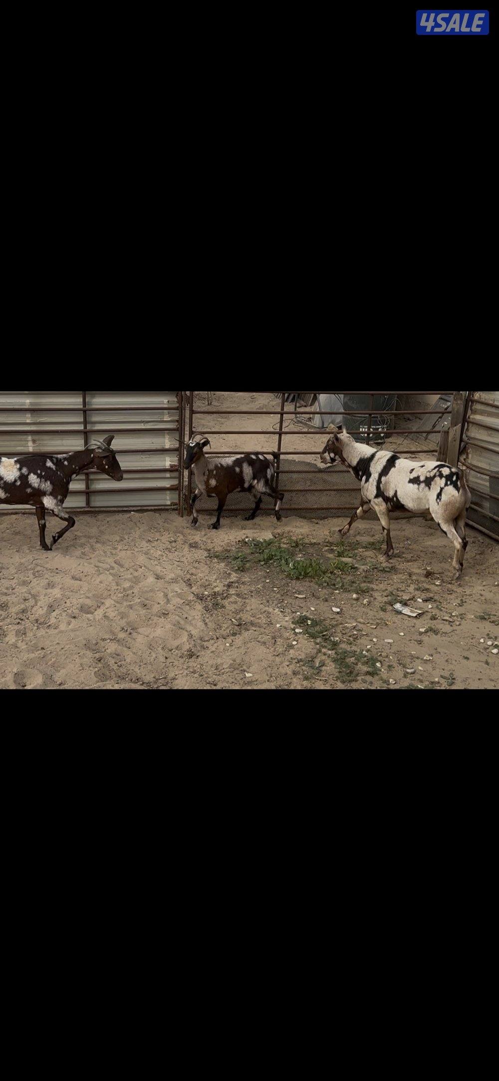 بربريات بيض ومبكرات3