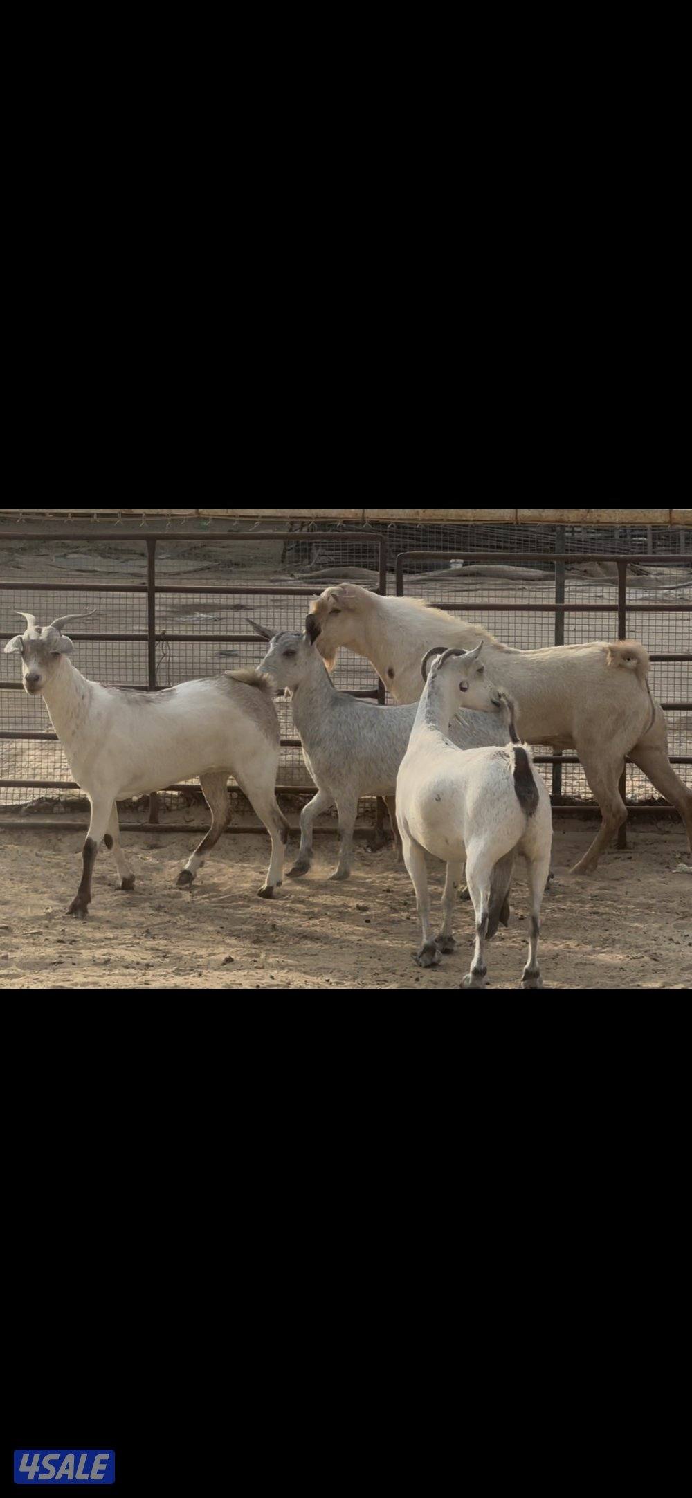 بربريات بيض ومبكرات5