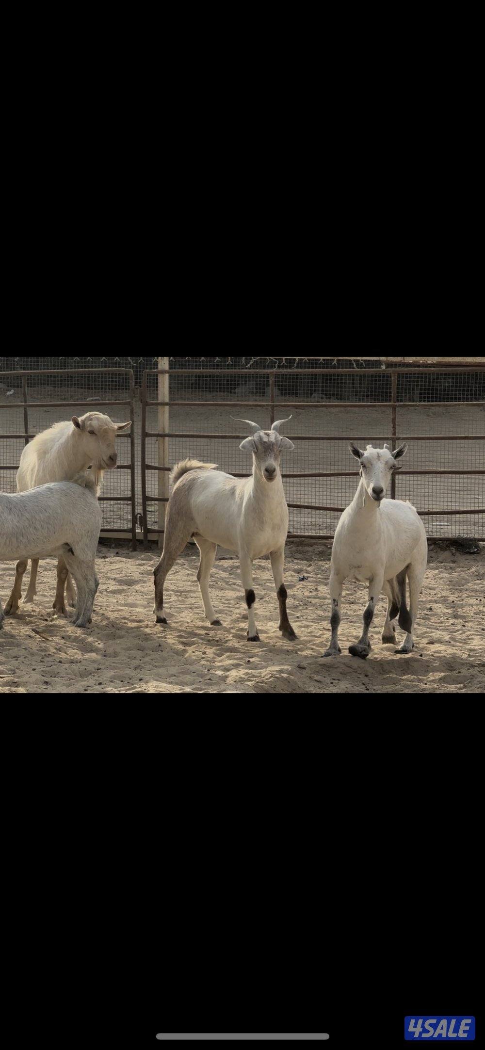 بربريات بيض ومبكرات6