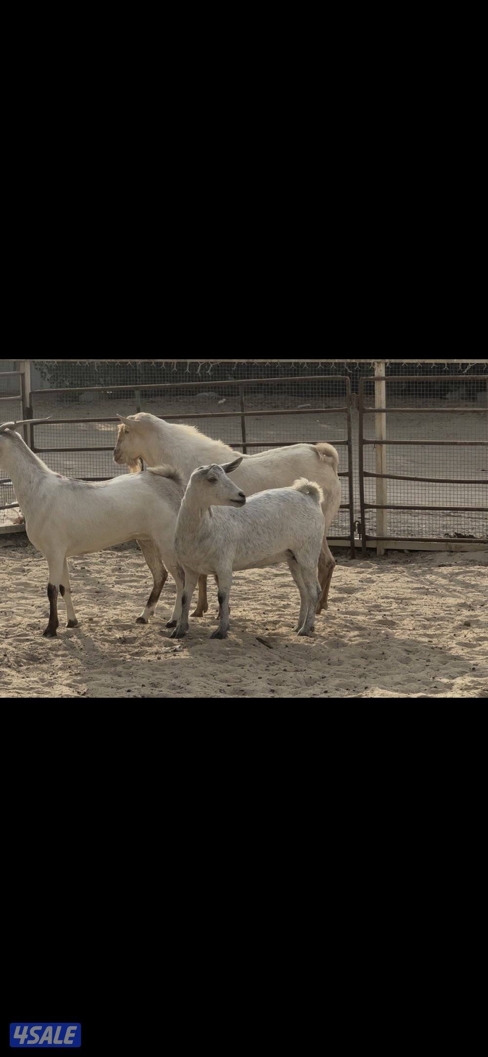 بربريات بيض ومبكرات7