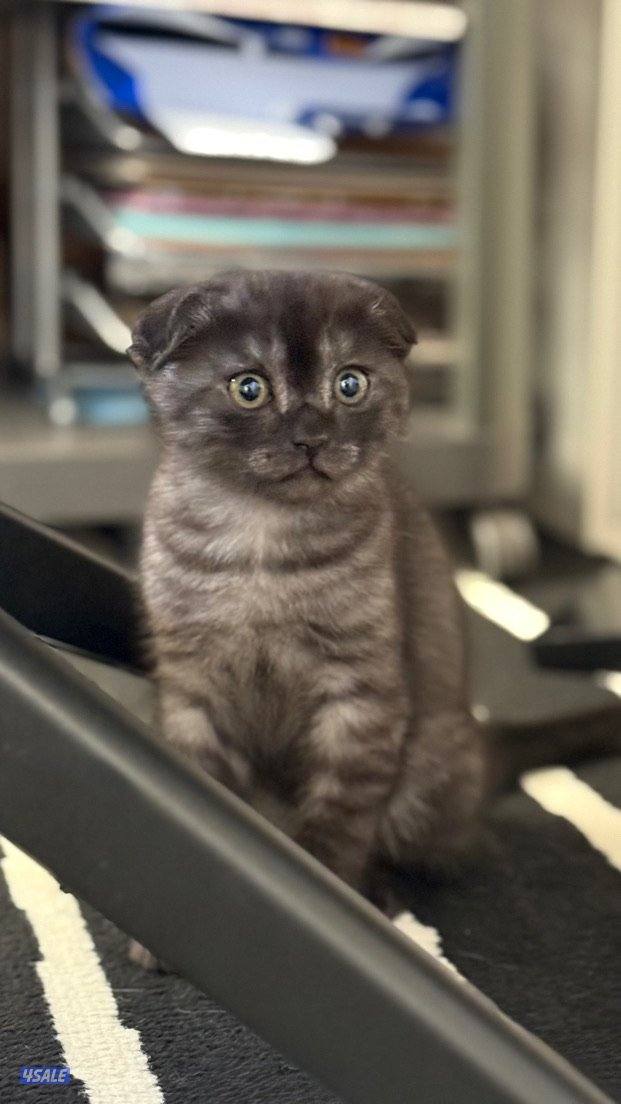 سوكتش فولد مكس شيرازي Scottish Fold mix Persian0