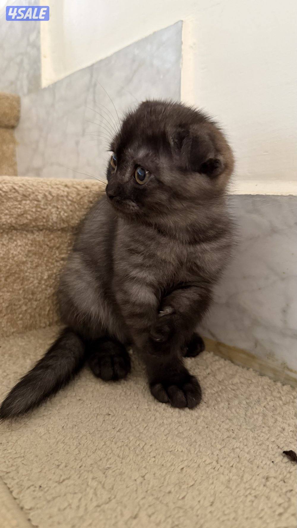 سوكتش فولد مكس شيرازي Scottish Fold mix Persian1