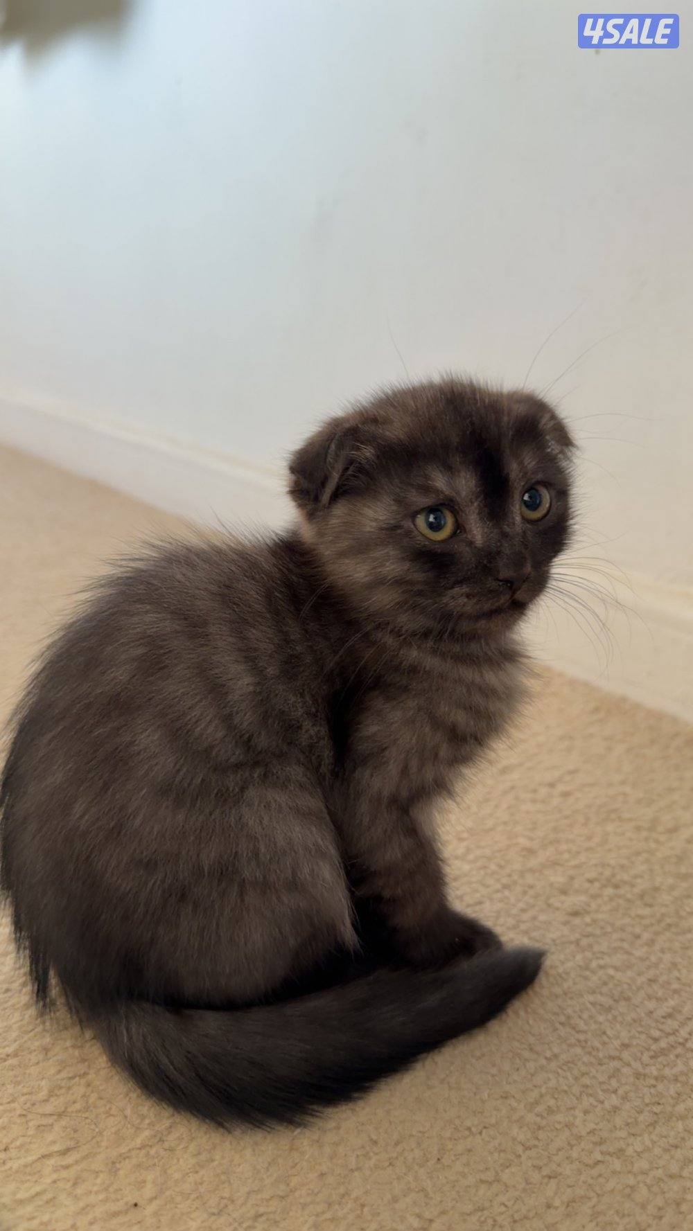 سوكتش فولد مكس شيرازي Scottish Fold mix Persian2