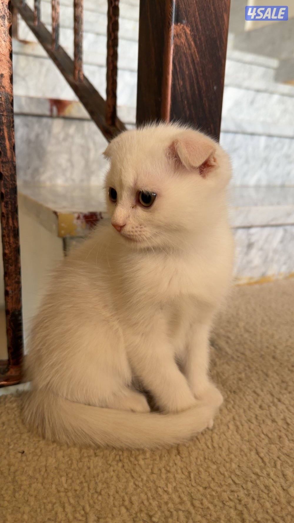 سكوتش فولد مكس شرازي Scottis Fold mix Persian0