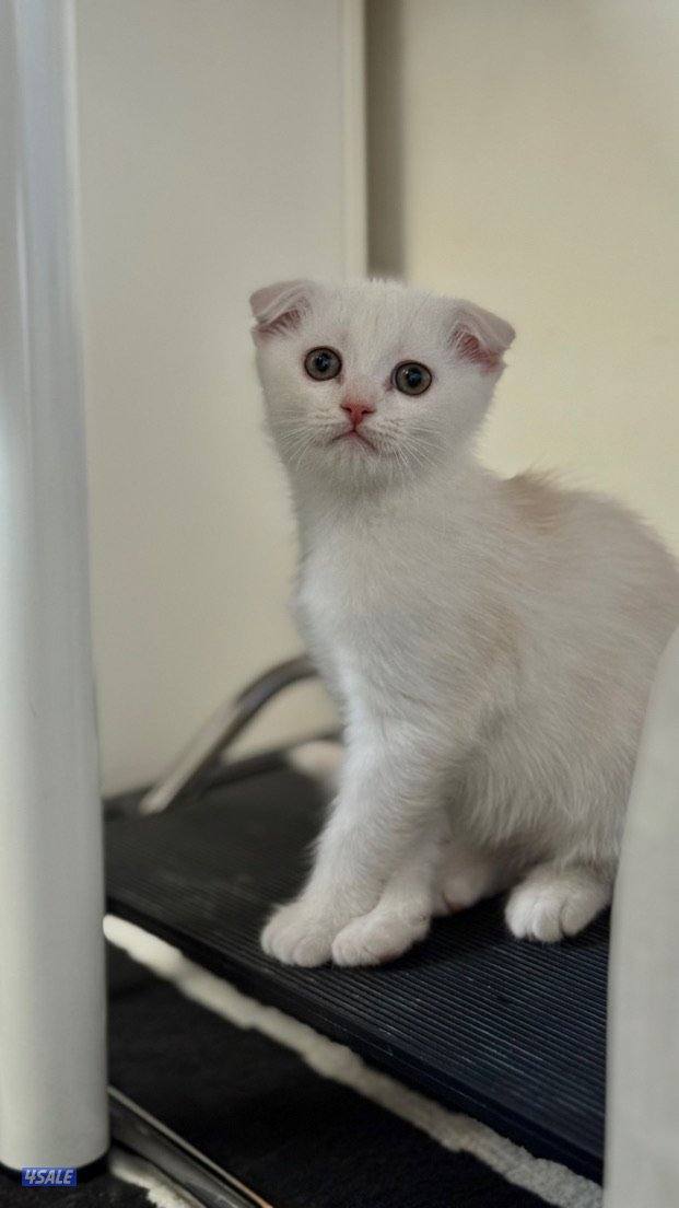 سكوتش فولد مكس شرازي Scottis Fold mix Persian1