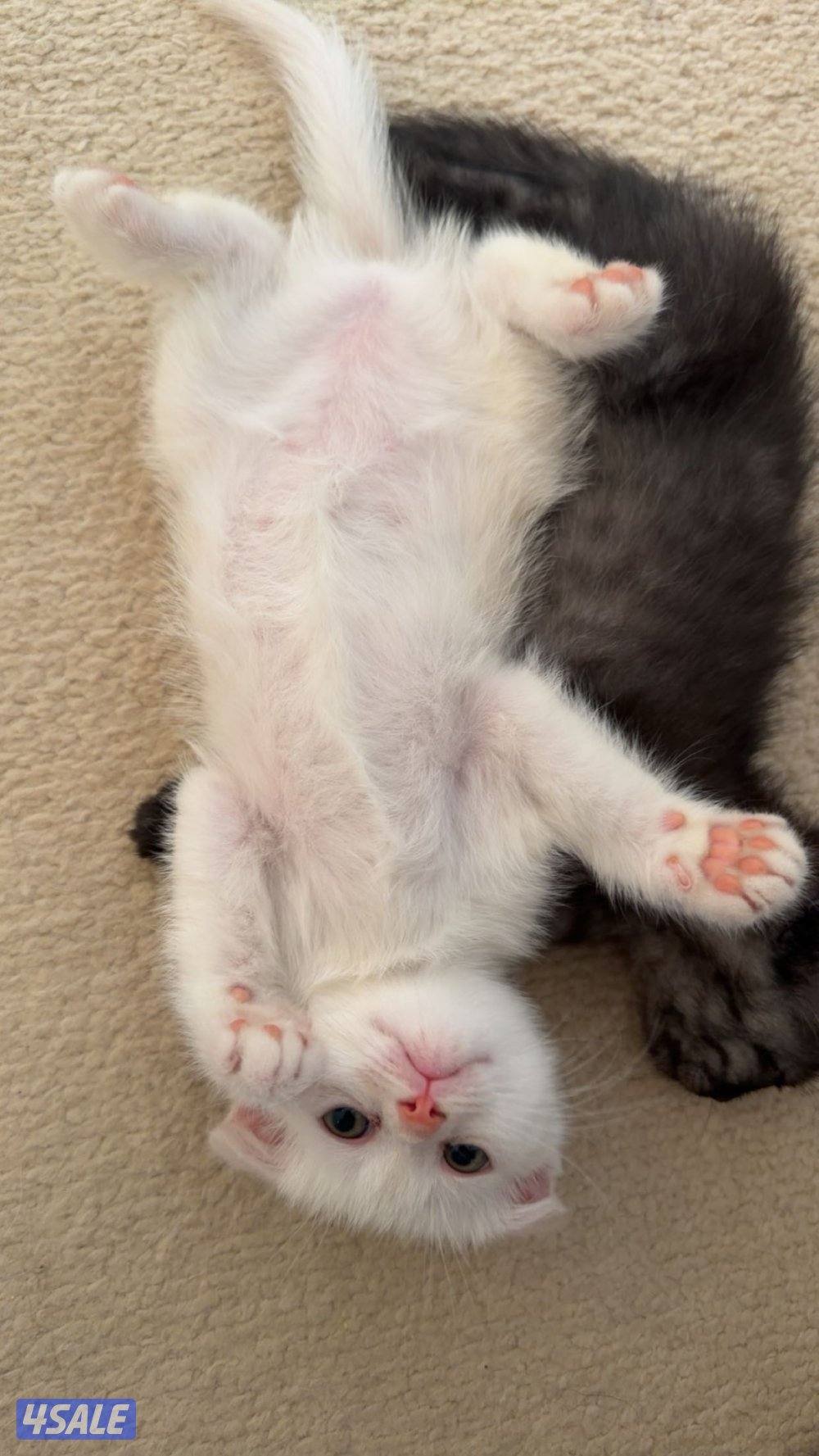 سكوتش فولد مكس شرازي Scottis Fold mix Persian2