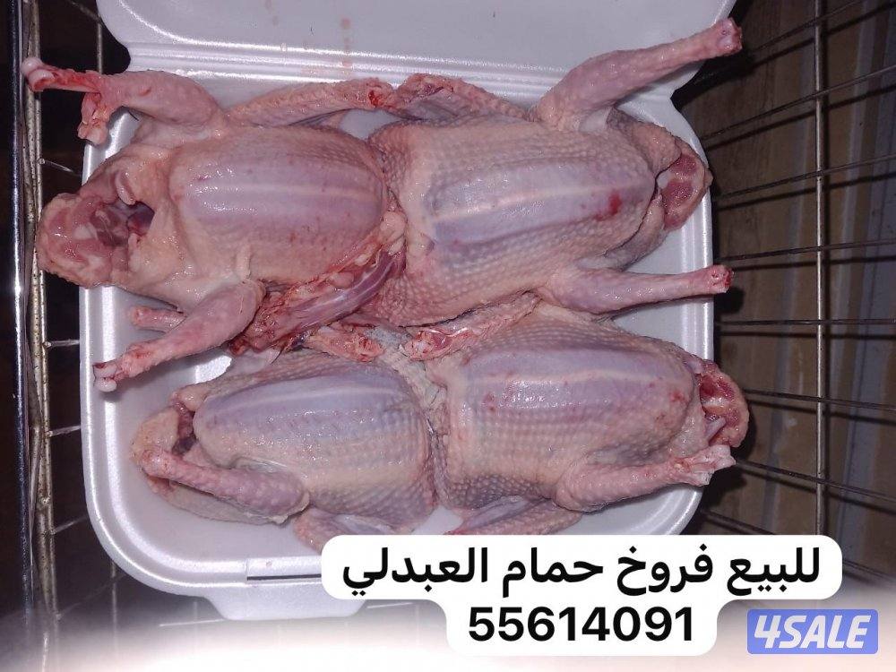 للبيع فروخ حمام العبدلي0