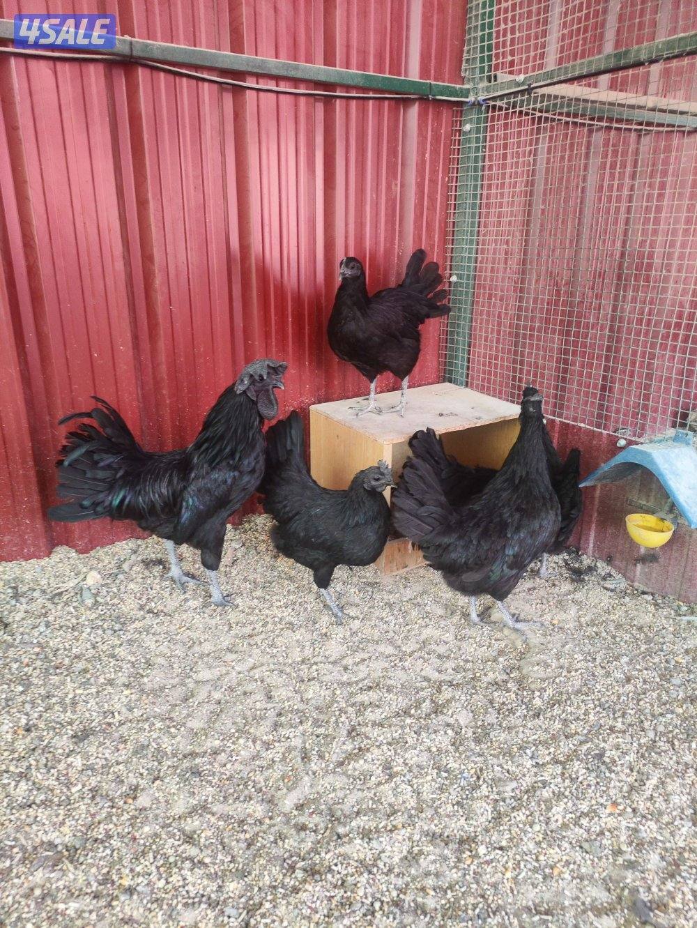 للبيع دجاج اندونيسي ايام سماني1