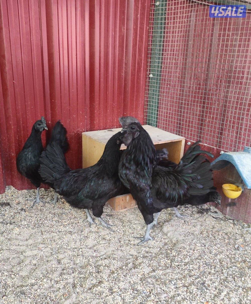 للبيع دجاج اندونيسي ايام سماني2