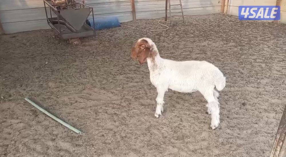 للبيع داغور0