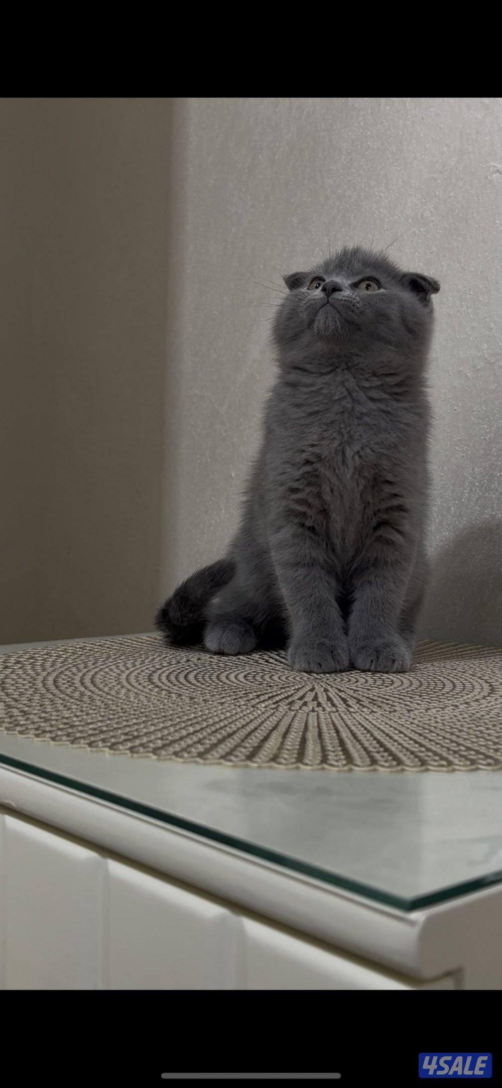 البيع كيتن0