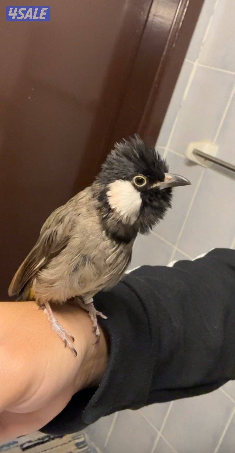 بلابل عراقي ربوه وهدد ويغرد2