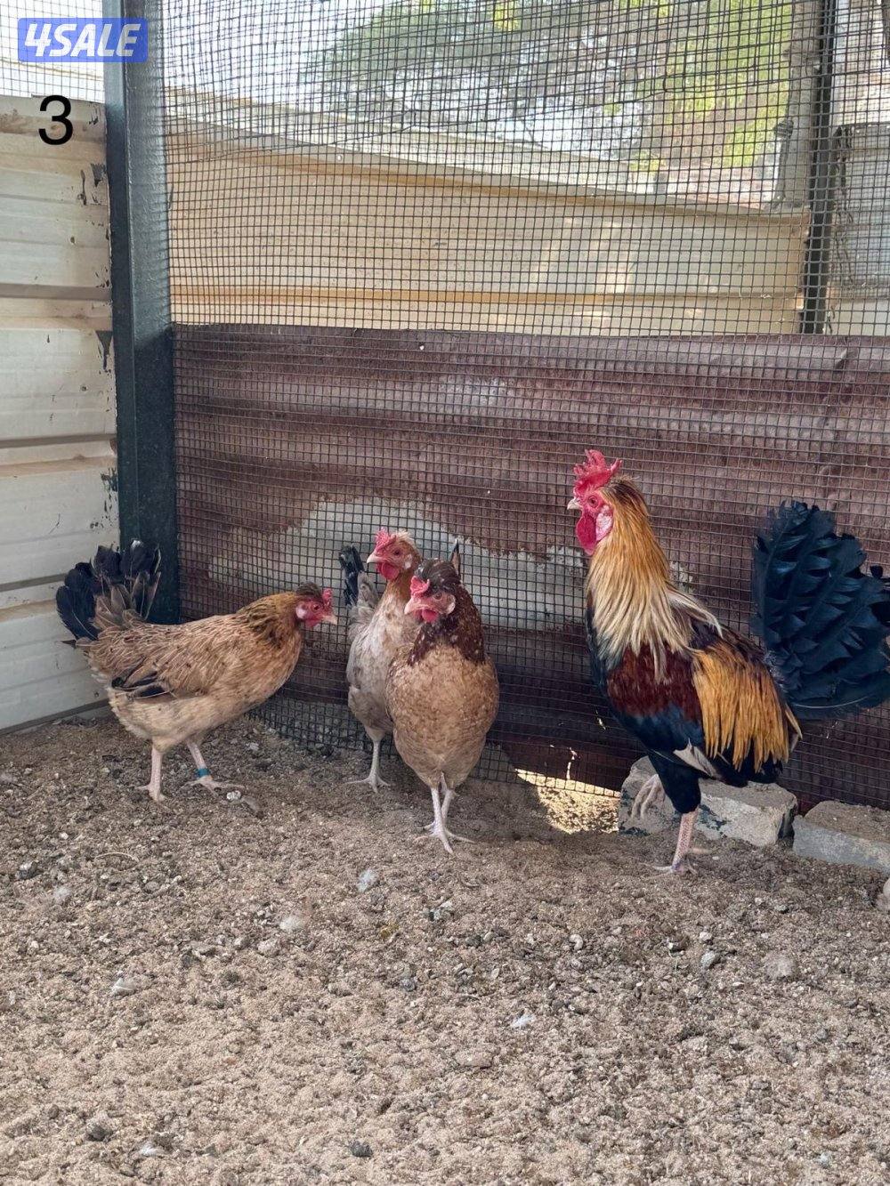 مجاميع عربي قديم0